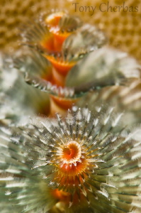 Merry Christmas Tree Worm! by Tony Cherbas 